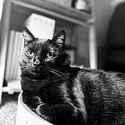 Wednesday joined the competition — help win amazing prizes! abyssinian, animal, blackcat, bookcase, box, cat, computer, electronics, furniture, kitten, laptop, manx, pc, pet, shelf, siamese