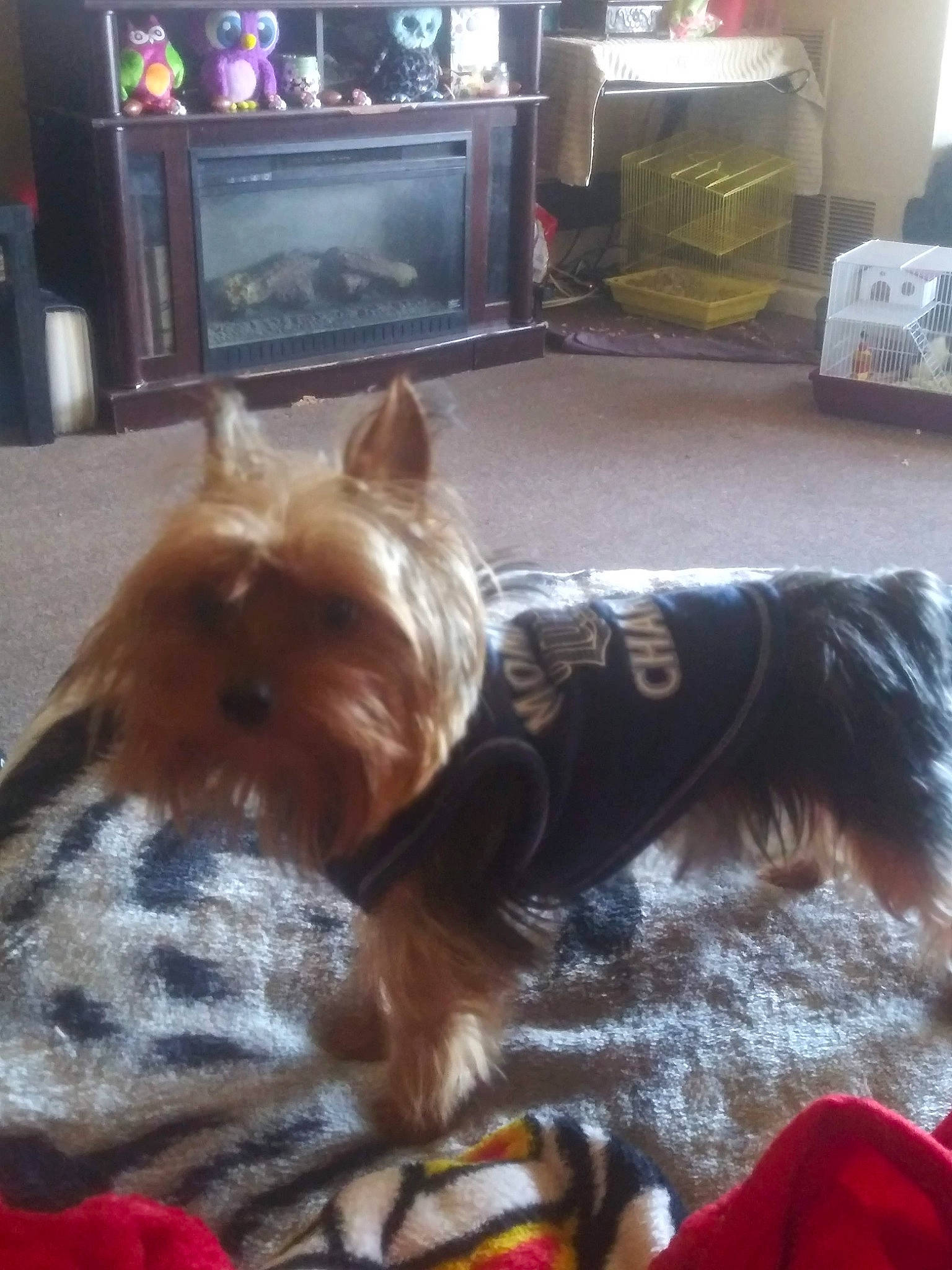 Dobbie is registered to the contest to win money with this photo: cabinetry, carnivore, companion_dog, dog, dog_breed, dog_clothes, dog_supply, fawn, floor, flooring, fur, home_appliance, liver, small_terrier, snout, tail, television, television_set, toy_dog, working_animal