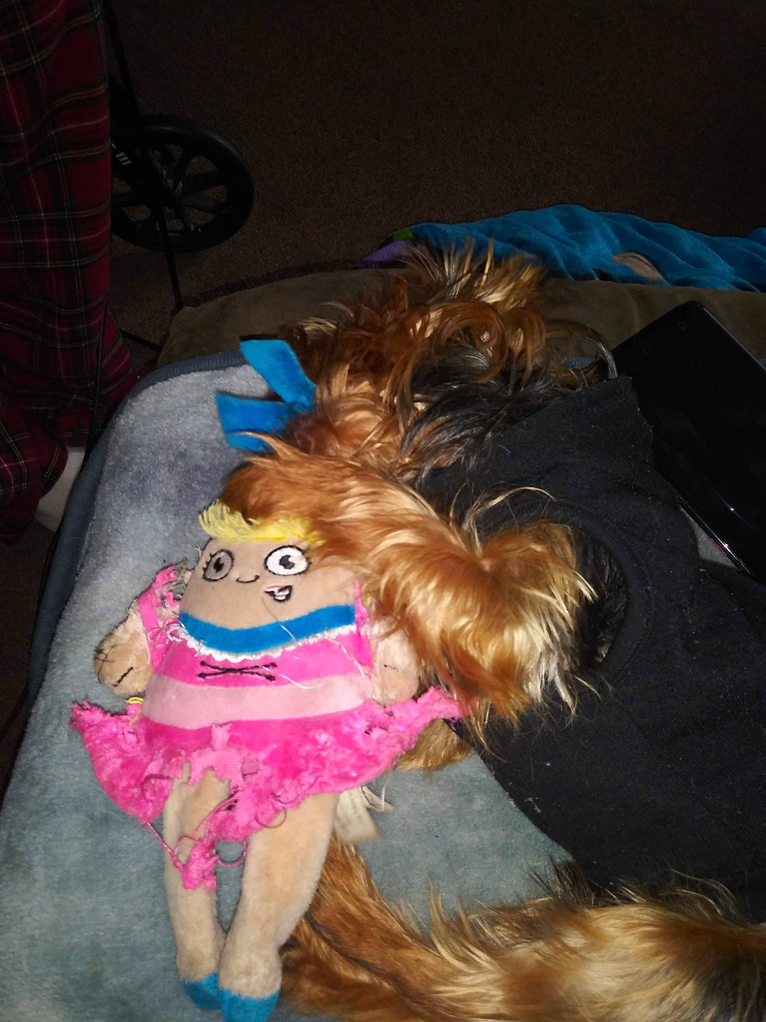 Dobbie is registered to the contest to win money with this photo: canidae, carnivore, companion_dog, costume, dog_breed, dog_clothes, doll, fashion_accessory, fawn, fur, magenta, mythical_creature, plaid, small_terrier, sporting_group, tail, teddy_bear, terrier, toy, toy_dog