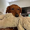 dog, puppy, stuffed_animal, toy, indoor, living_room, furniture, lamp, television, brown_dog, cute, pet, animal, soft_toy, cozy, home, fur, closeup, playing, adorable