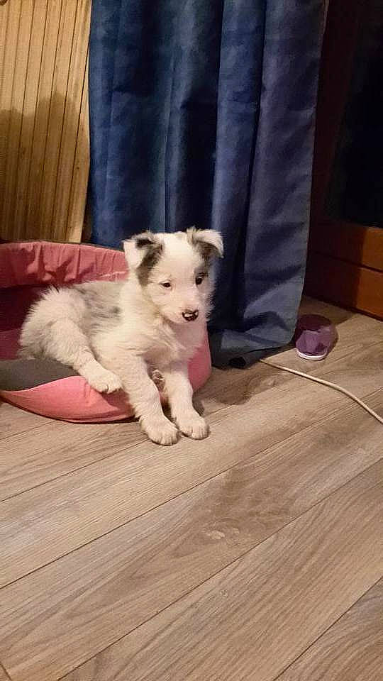 Lucky participe au concours pour gagner de l'argent avec cette photo :