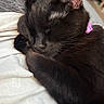 black_cat, sleeping, cat, pet, fur, whiskers, collar, pink_collar, cozy, nap, domestic_cat, close_up, animal, feline, soft_texture, resting, indoors, cute, peaceful, paw