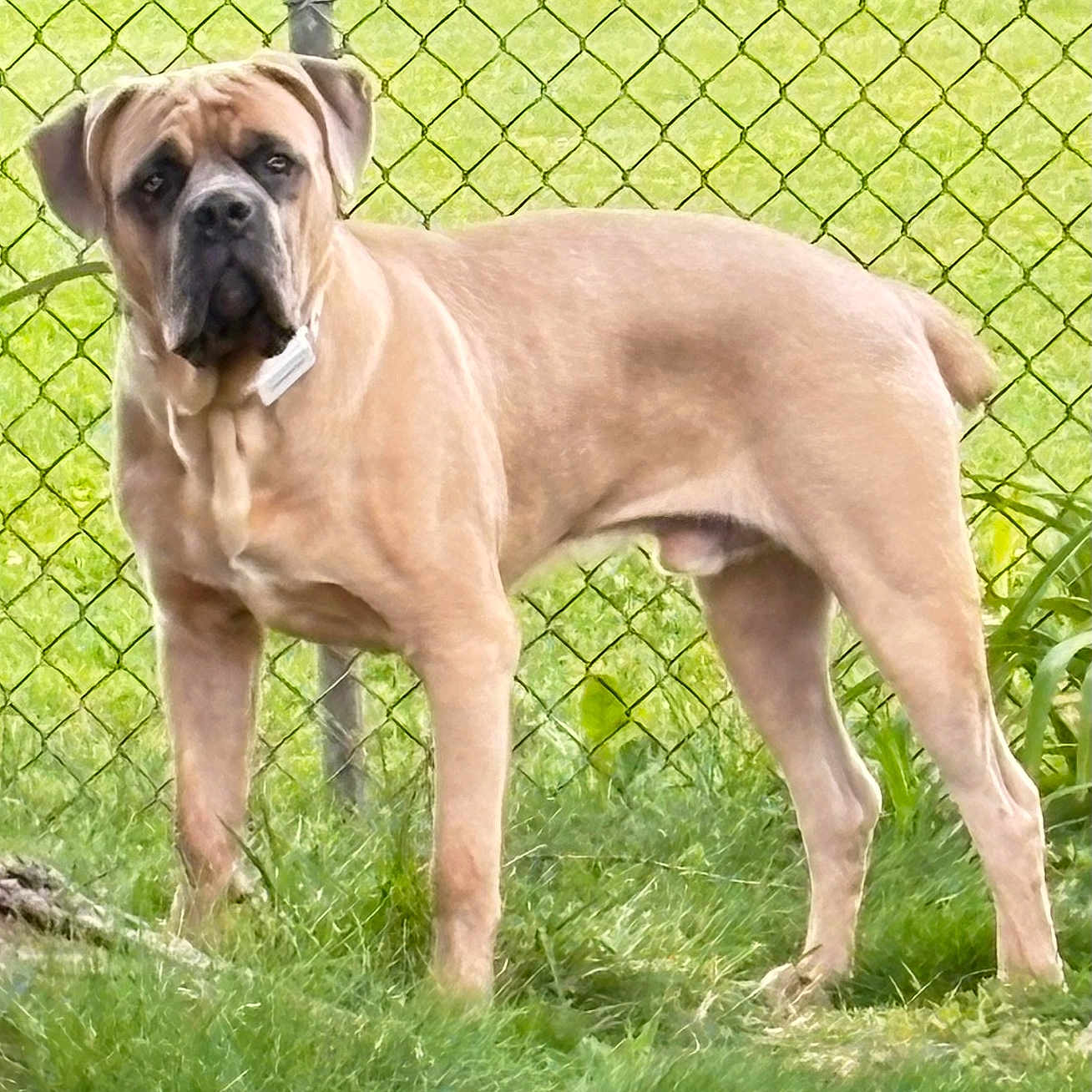 Winston is registered to the contest to win money with this photo: alert, animal, brown, canine, collar, daytime, dog, domestic_animal, fence, grass, guard_dog, mammal, nature, outdoor, pet, portrait, standing, sunlight, watchful, yard