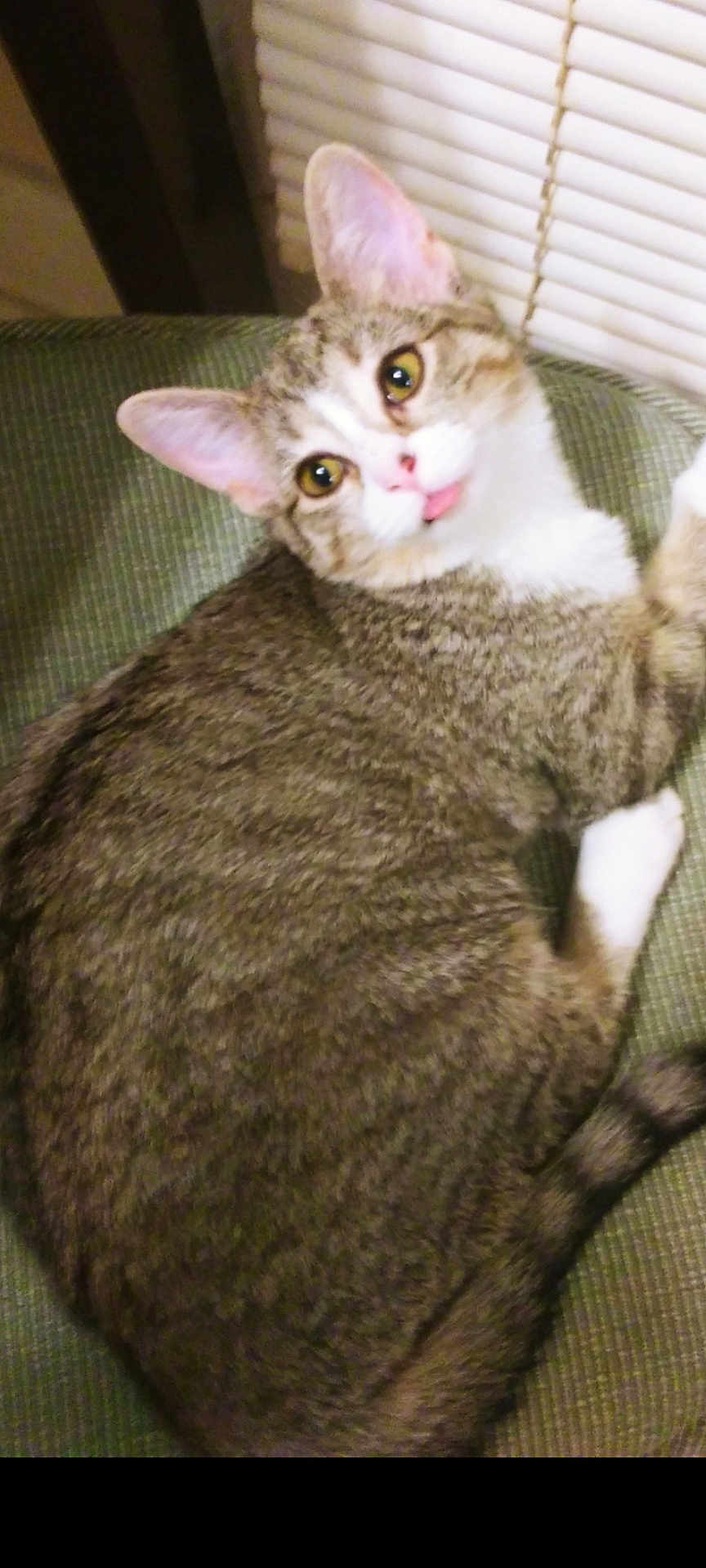 Baby Buttons
