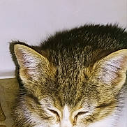 Baby Buttons is registered to the contest to win money with this photo: animal, cat, closeup, cozy, cute, domestic, feline, floor, fur, indoor, kitten, paw, peaceful, pet, quiet, resting, sleeping, tabby, whiskers, young