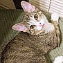 animal, cat, close_up, curious, cute, domestic_animal, ears, feline, green_surface, indoor, looking_up, pet, relaxed, striped_fur, tabby, tongue_out, whiskers, white_paws, window_blinds, yellow_eyes