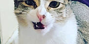 Baby Buttons is registered to the contest to win money with this photo: animal, blurred_background, cat, close_up, cute, domestic_animal, ears, expressive, eyes, face, feline, fur, indoor, mouth_open, pet, portrait, sitting, tabby, teeth, whiskers