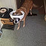 Molly Jo is registered to the contest to win money with this photo: dog, brown_dog, bowl, floor, tile_floor, indoor, confused, pet, animal, box, clock, wall, doorway, standing, headgear, funny, household, curious, domestic, canine