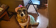 Molly Jo is registered to the contest to win money with this photo: dog, pet, costume, hat, dress, floor, chair, bed, furniture, indoor, animal, cute, portrait, canine, tile_floor, brown, white, pink, blue, decor