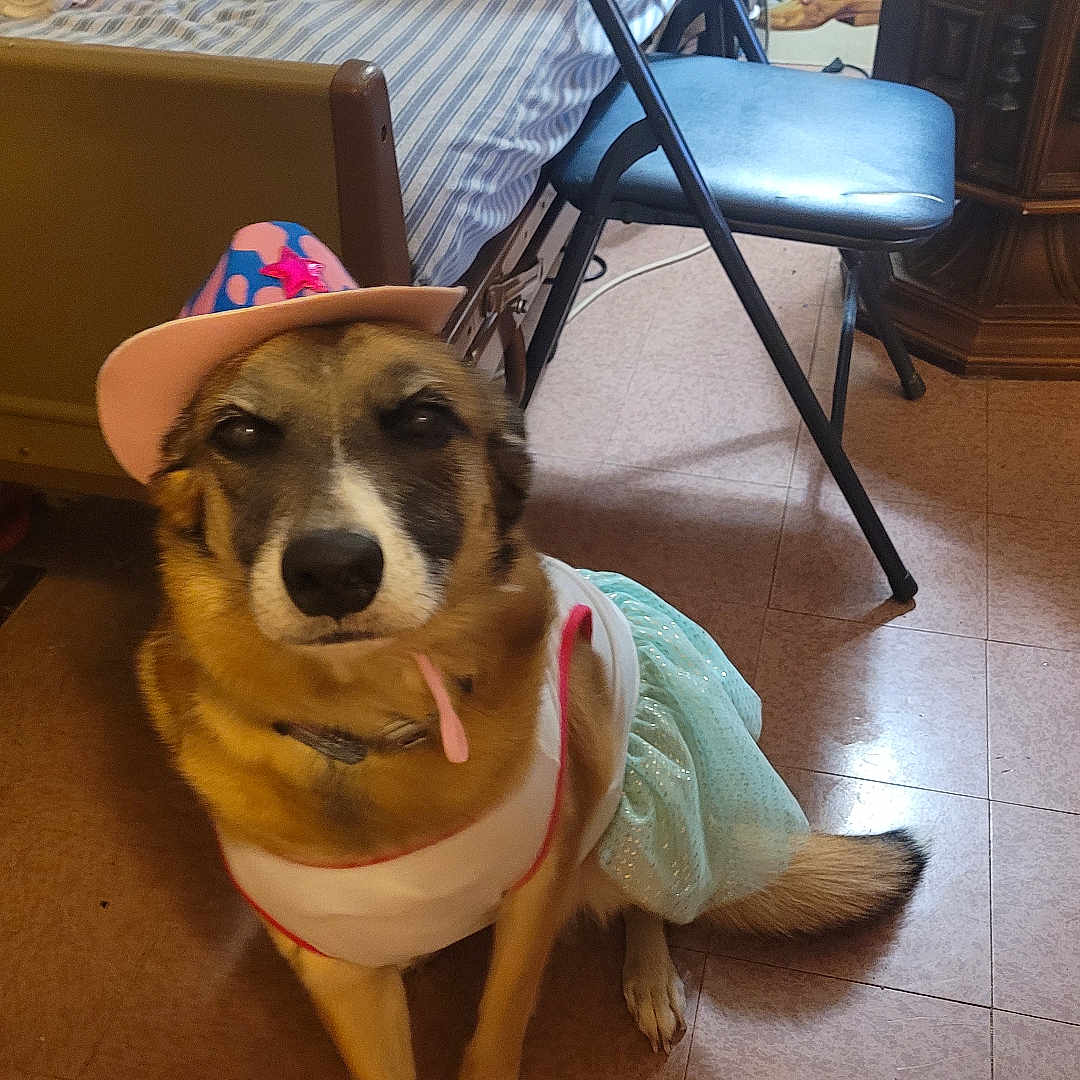 Molly Jo is registered to the contest to win money with this photo: animal, bed, blue, brown, canine, chair, costume, cute, decor, dog, dress, floor, furniture, hat, indoor, pet, pink, portrait, tile_floor, white