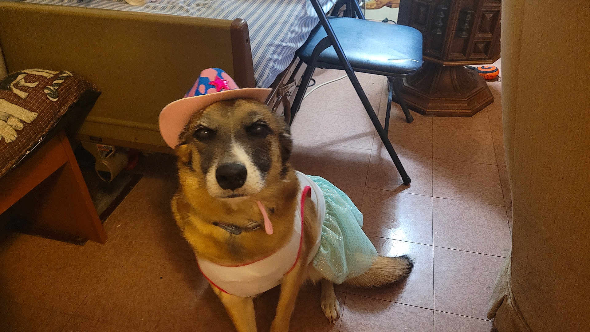 Molly Jo is registered to the contest to win money with this photo: dog, pet, costume, hat, dress, floor, chair, bed, furniture, indoor, animal, cute, portrait, canine, tile_floor, brown, white, pink, blue, decor