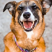 Molly Jo joined the competition — help win amazing prizes! dog, canine, pet, smiling, happy, portrait, closeup, collar, brown_fur, outdoor, animal, friendly, ears, face, tongue, teeth, fur, muzzle, cute, looking