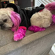 Pickles Petunia is registered to the contest to win money with this photo: dog, pet, pink_dye, hoodie, couch, relaxed, fluffy, indoor, fur, animal, small_dog, fashion, cozy, home, cute, resting, colored_fur, paws, tail, ears
