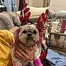 dog, pink_fur, reindeer_antlers, holiday, festive, pet, living_room, hand, nail_polish, decorations, couch, blanket, cup, table, box, fur, small_dog, indoors, christmas, cute