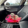 dog, pink_dye, car_interior, passenger_seat, leather_seat, pink_bag, window, trees, vehicle, sky, dashboard, control_knobs, seatbelt, pet, small_dog, fur, resting, indoor, colorful, tongue_out