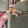 dog, pet, couch, indoor, child, sleeping, pink_fur, floral_clothing, blanket, window_blinds, living_room, decor, table, lamp, floor, relaxing, furniture, home, cozy, resting
