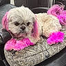 dog, pet, pink_fur, dyed_fur, cushion, patterned_cushion, indoor, fur, animal, small_dog, paw, ear, tail, resting, closeup, cute, fluffy, colorful, seated, expression