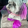 dog, pet, purple_paws, purple_ears, bandana, pink_bandana, towel, car_interior, fluffy, cute, sitting, portrait, animal, companion, indoor, seat, fur, closeup, colorful, relaxed