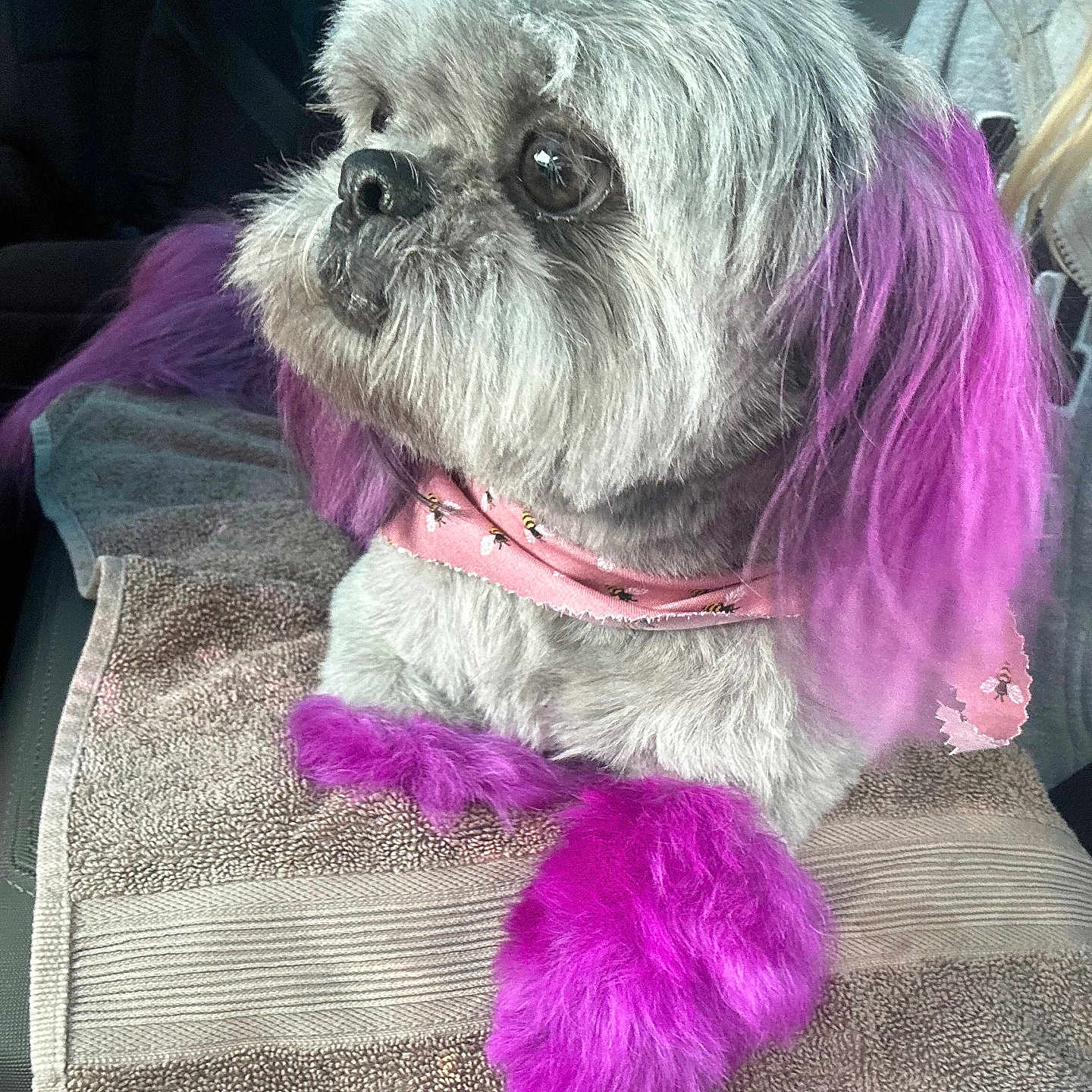 Pickles Petunia