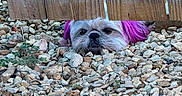 Pickles Petunia joined the competition — help win amazing prizes! dog, pebbles, wooden_fence, purple_ears, outdoor, pet, curious, small_dog, ground, plants, fence_gap, nature, animal, face, fur, resting, daylight, playful, close_up, hidden