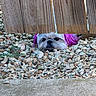 dog, pebbles, wooden_fence, purple_ears, outdoor, pet, curious, small_dog, ground, plants, fence_gap, nature, animal, face, fur, resting, daylight, playful, close_up, hidden
