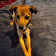 Cruise joined the competition — help win amazing prizes! dog, brown, pet, collar, animal, indoor, blanket, texture, fur, cute, lying_down, front_legs, crossed_legs, canine, companion, household, resting, looking, domestic, young_dog