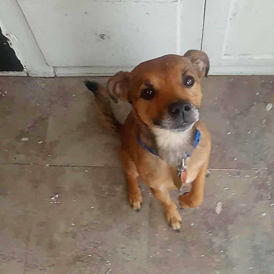 Cruise is registered to the contest to win money with this photo: animal, brown_dog, canine, collar, cute, dog, domestic, door, ears, floor, floor_tiles, home, indoor, looking_up, pet, tag, tail, tiled_floor, waiting, white_door