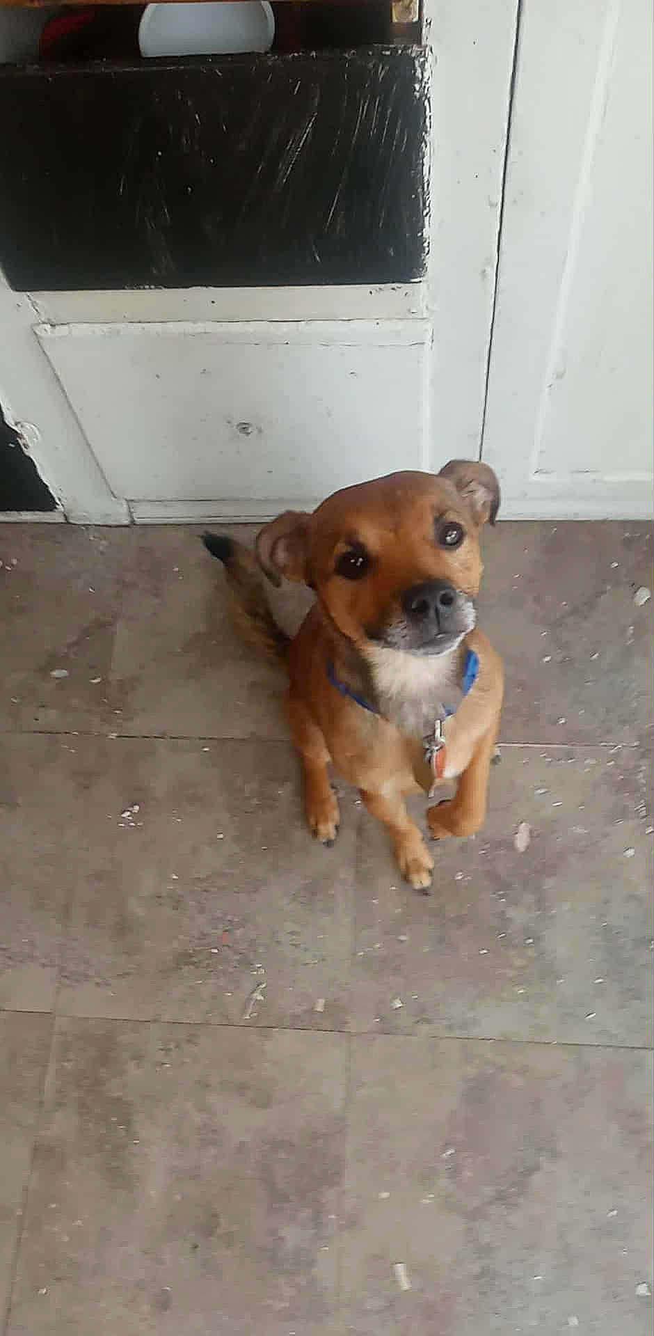 Cruise is registered to the contest to win money with this photo: dog, brown_dog, pet, looking_up, floor, tiled_floor, indoor, door, white_door, collar, tag, ears, tail, animal, cute, waiting, floor_tiles, home, domestic, canine