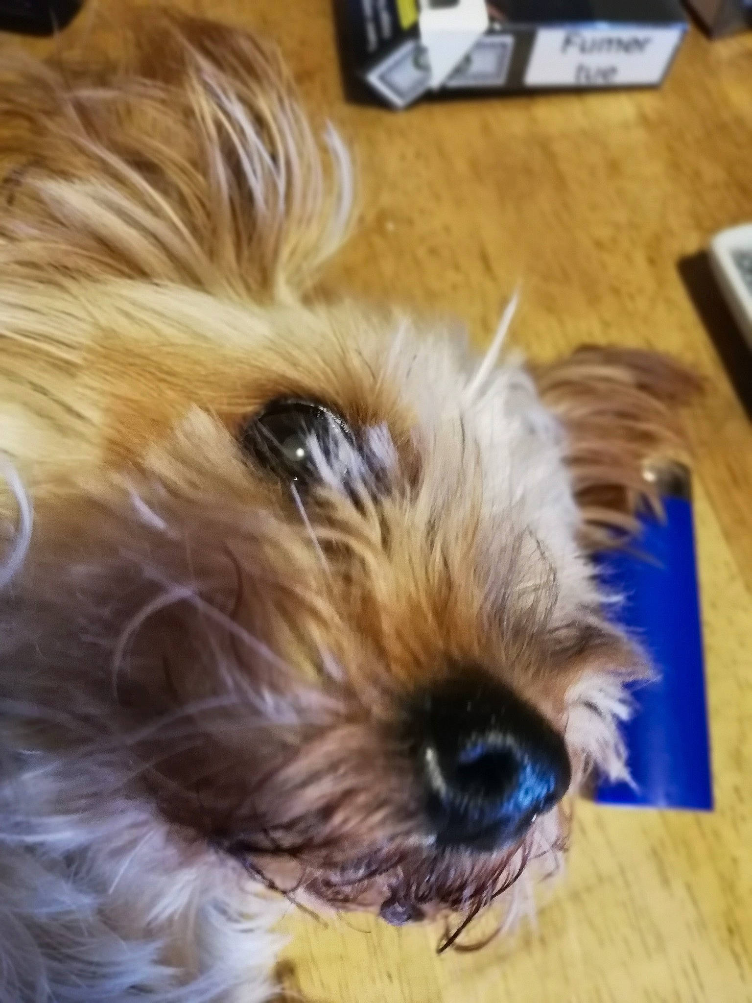 Chipie a rejoint le concours — aidez-le/la à gagner de superbes lots ! biewer_terrier, canidae, carnivore, companion_dog, dog, dog_breed, dog_supply, fawn, flooring, fur, hardwood, liver, small_terrier, sporting_group, terrier, toy_dog, varnish, wood, wood_stain, working_animal