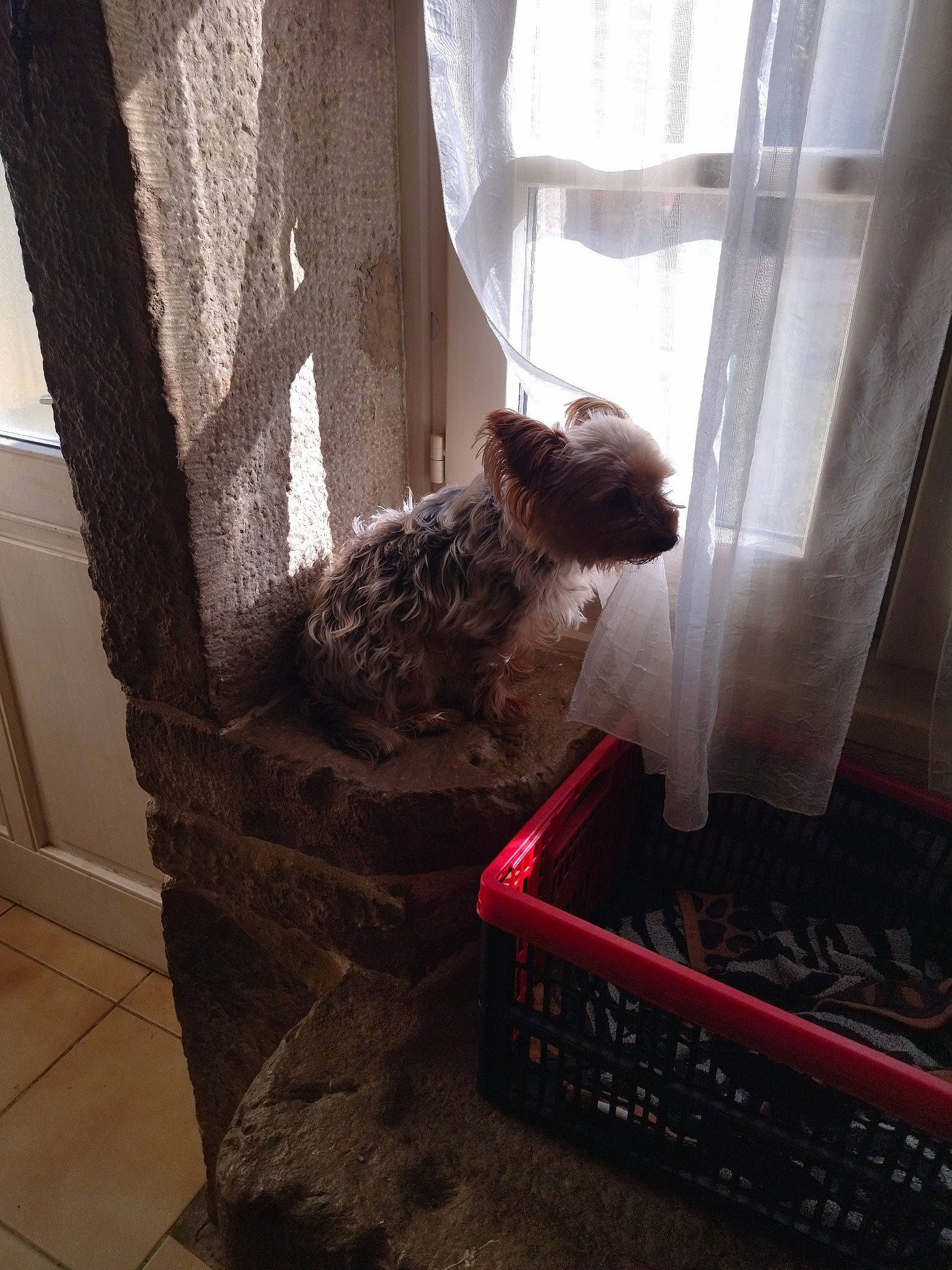 Chipie participe au concours pour gagner de l'argent avec cette photo : carnivore, chair, companion_dog, couch, curtain, dog, dog_breed, door, floor, flooring, fur, hardwood, house, room, sporting_group, stairs, tail, window, window_treatment, wood