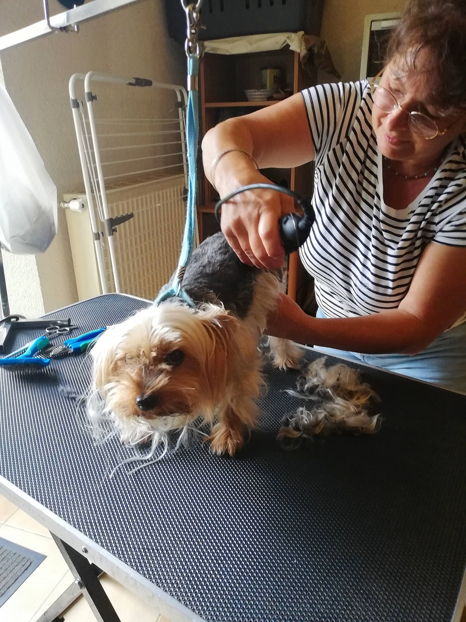 Chipie participe au concours pour gagner de l'argent avec cette photo : australian_terrier, canidae, carnivore, chair, comfort, companion_dog, dog, dog_breed, fawn, floor, flooring, fur, sitting, small_terrier, sporting_group, table, terrier, toy_dog, yorkipoo, yorkshire_terrier