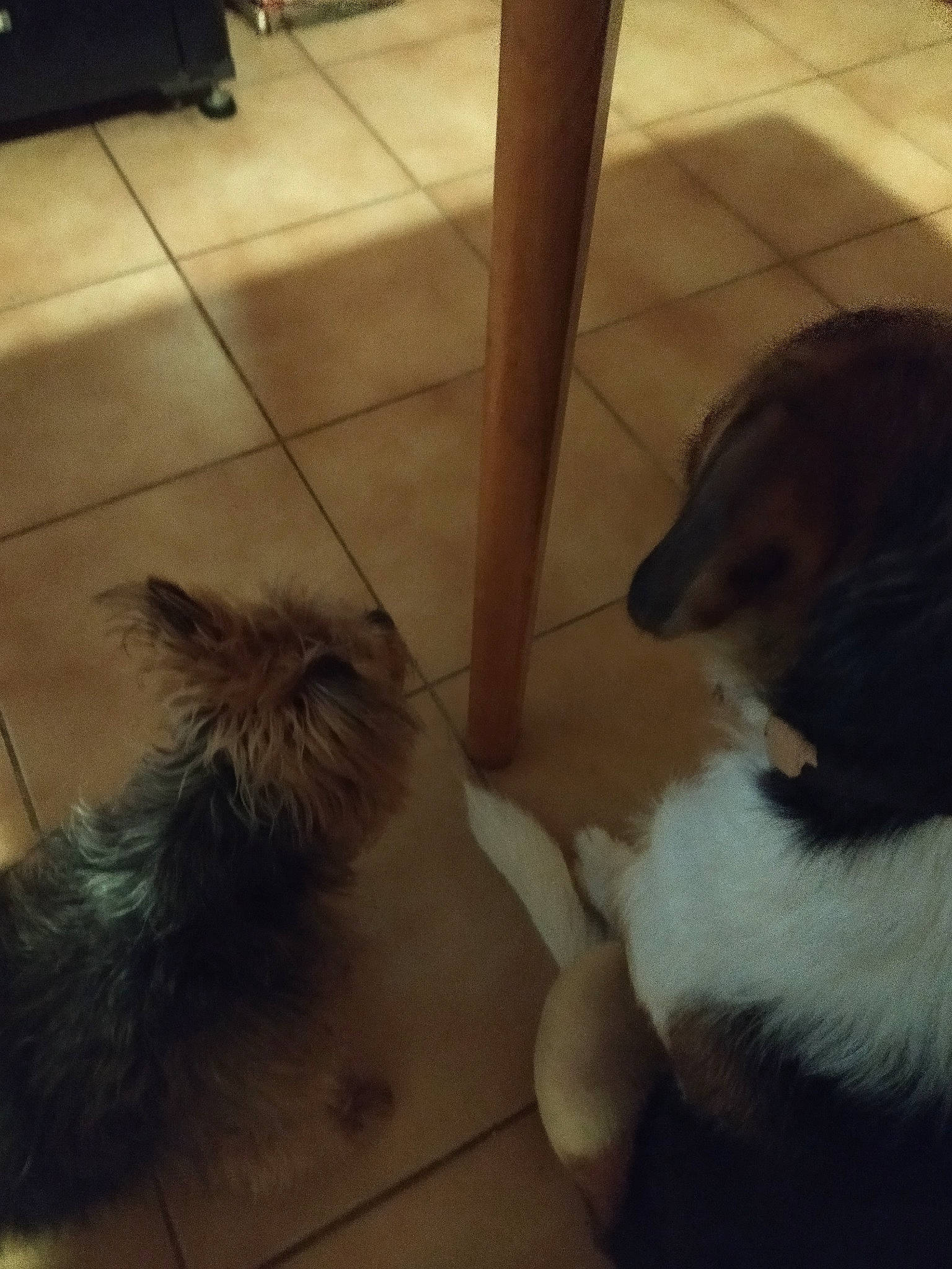 Pilou a rejoint le concours — aidez-le/la à gagner de superbes lots ! carnivore, companion_dog, dog, dog_breed, fawn, felidae, floor, flooring, fur, hardwood, mammal, paw, pet_supply, small_to_medium_sized_cats, snout, sporting_group, tail, toy_dog, whiskers, working_animal