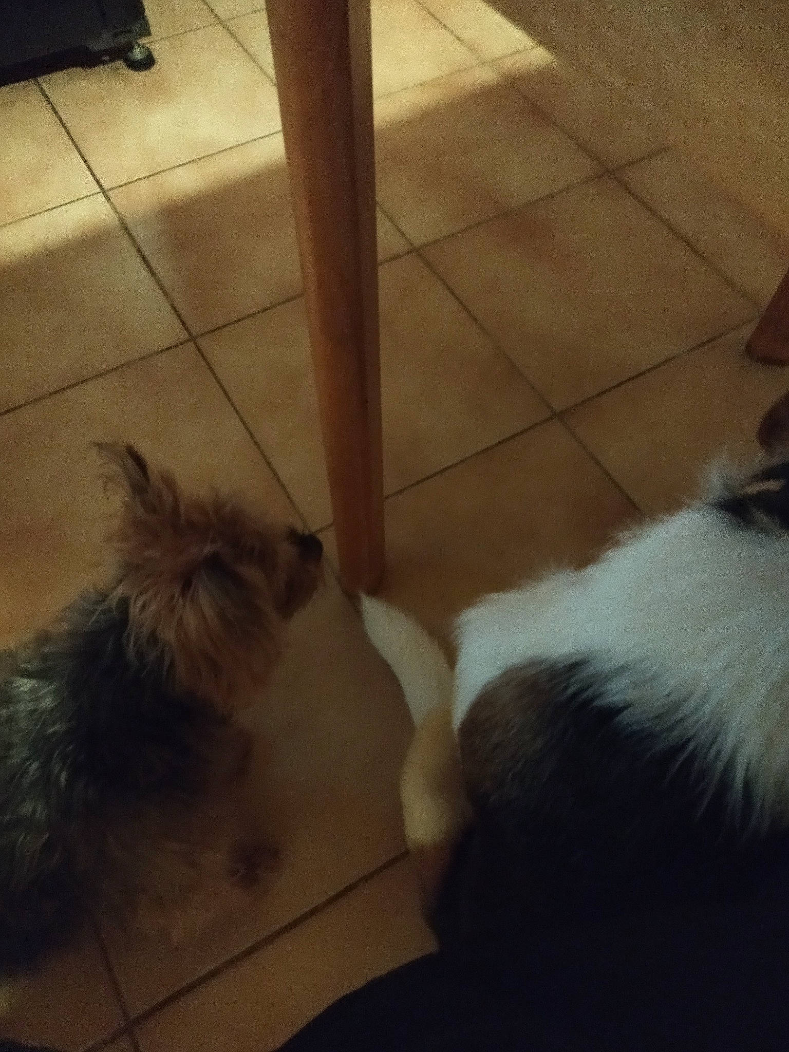 Pilou a rejoint le concours — aidez-le/la à gagner de superbes lots ! canidae, carnivore, companion_dog, dog, dog_breed, fawn, felidae, floor, flooring, fur, hardwood, small_terrier, small_to_medium_sized_cats, snout, sporting_group, tail, toy_dog, whiskers, wood, working_animal