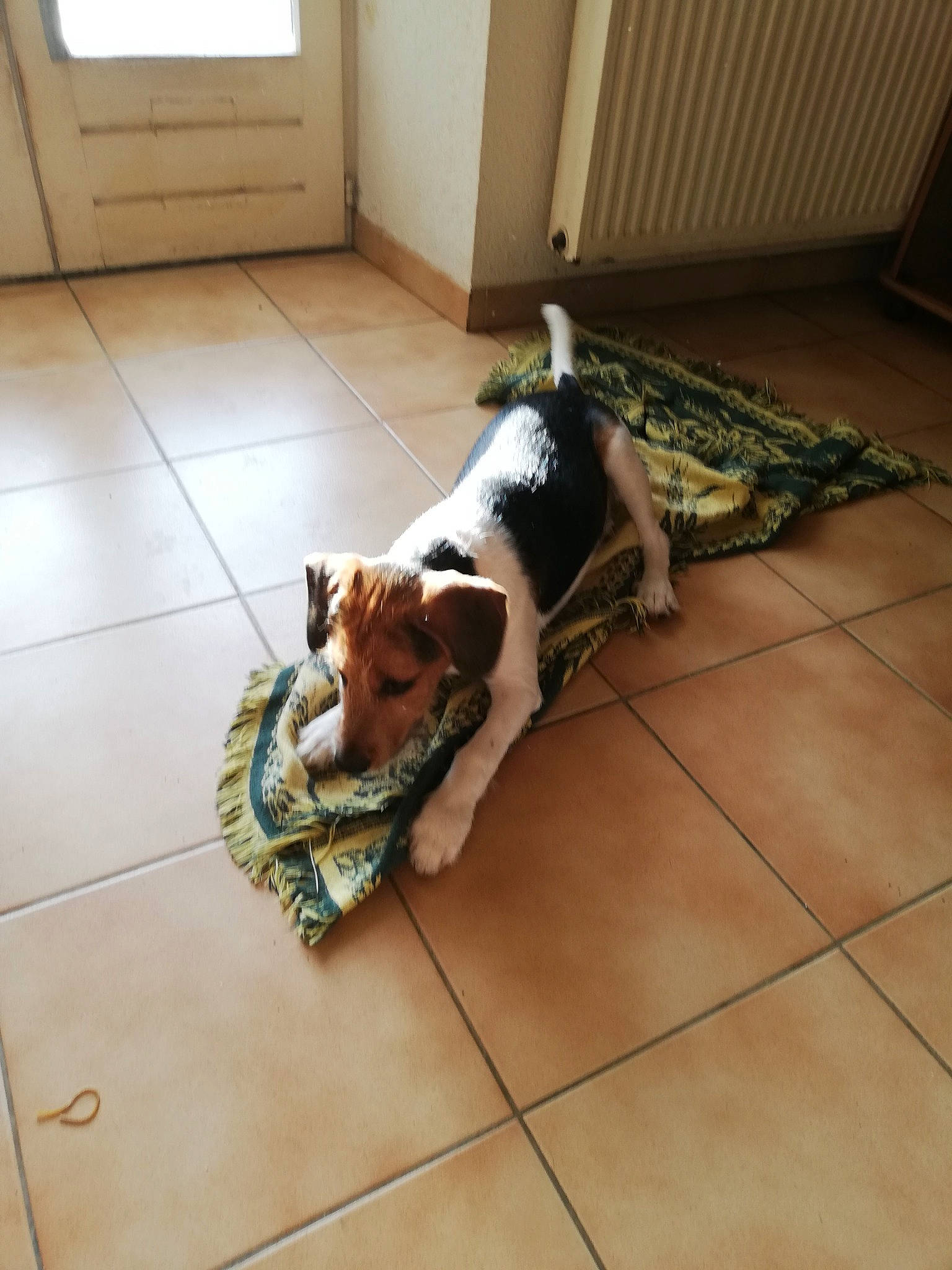 Chipio participe au concours pour gagner de l'argent avec cette photo : carnivore, comfort, companion_dog, dog, dog_breed, dog_supply, fawn, felidae, floor, flooring, hardwood, laminate_flooring, pet_supply, room, small_to_medium_sized_cats, sporting_group, tail, wood, wood_flooring, working_animal