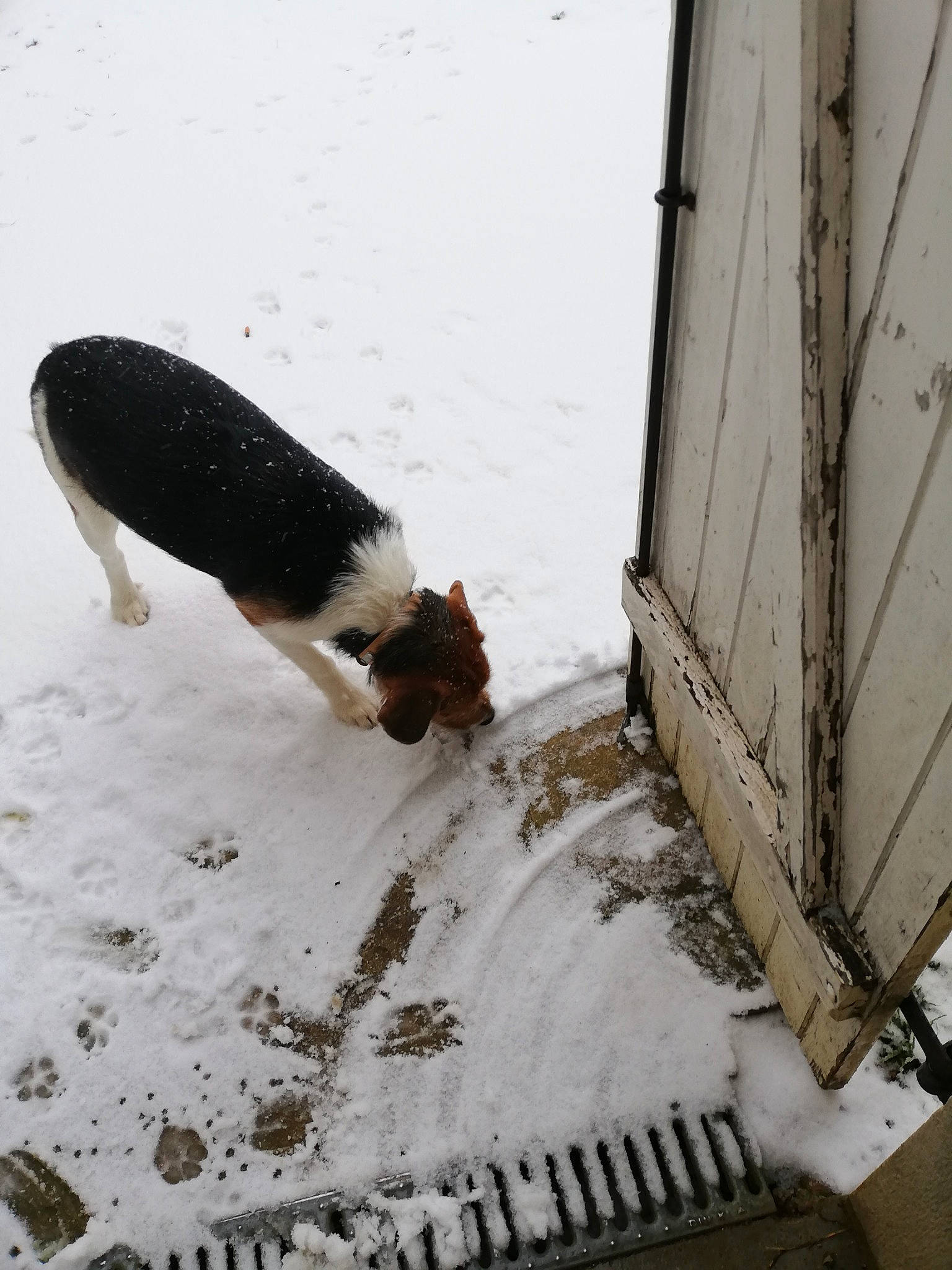 Chipio a rejoint le concours — aidez-le/la à gagner de superbes lots ! automotive_tire, canidae, claw, freezing, fur, metal, precipitation, rodent, snout, snow, tail, terrestrial_animal, whiskers, wildlife, window, winter, wood