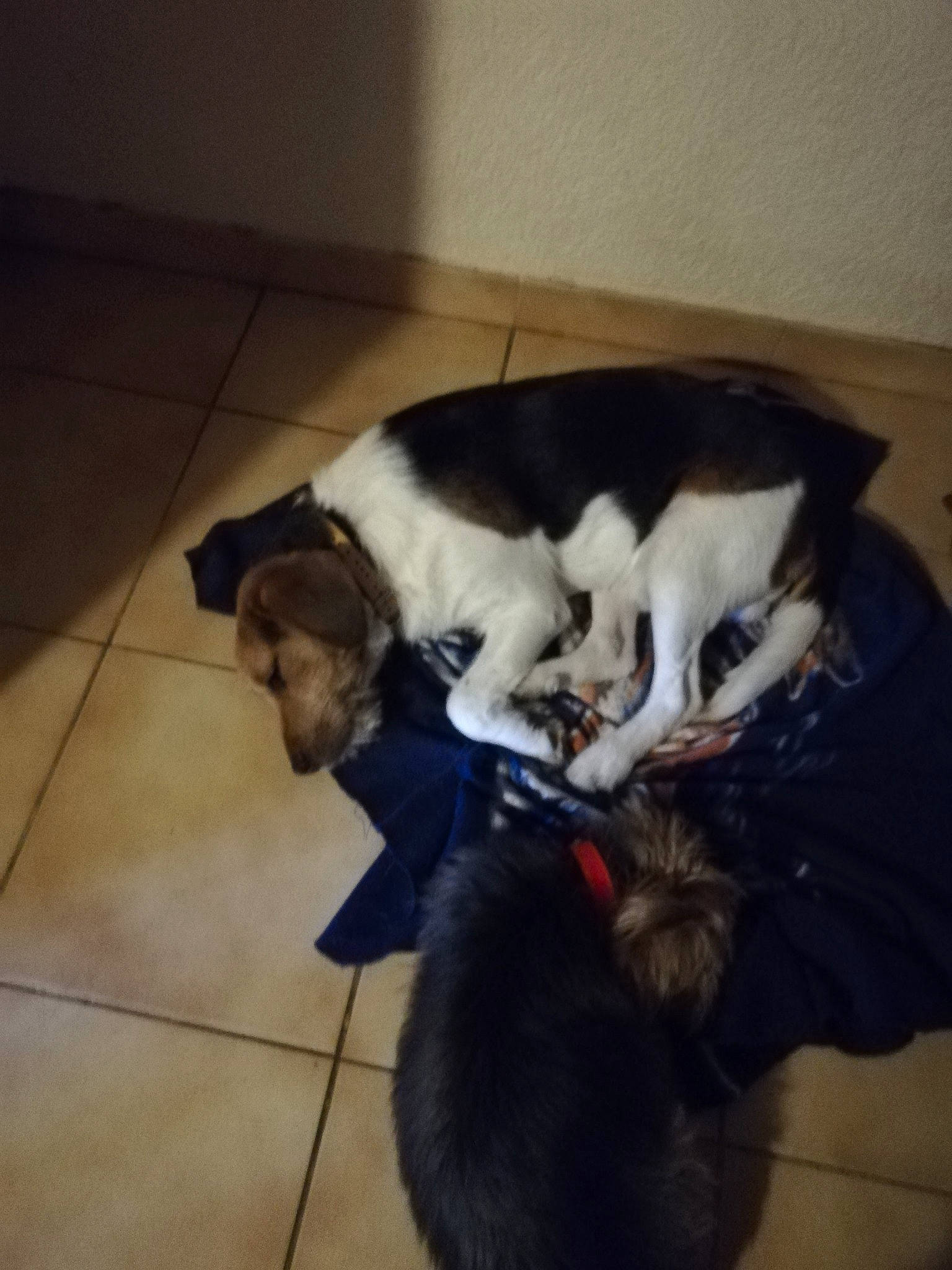 Chipio participe au concours pour gagner de l'argent avec cette photo : carnivore, cat, cloud, comfort, companion_dog, dog_breed, domestic_short_haired_cat, felidae, floor, flooring, fur, hardwood, mammal, nap, paw, sky, small_to_medium_sized_cats, tail, tile_flooring, whiskers