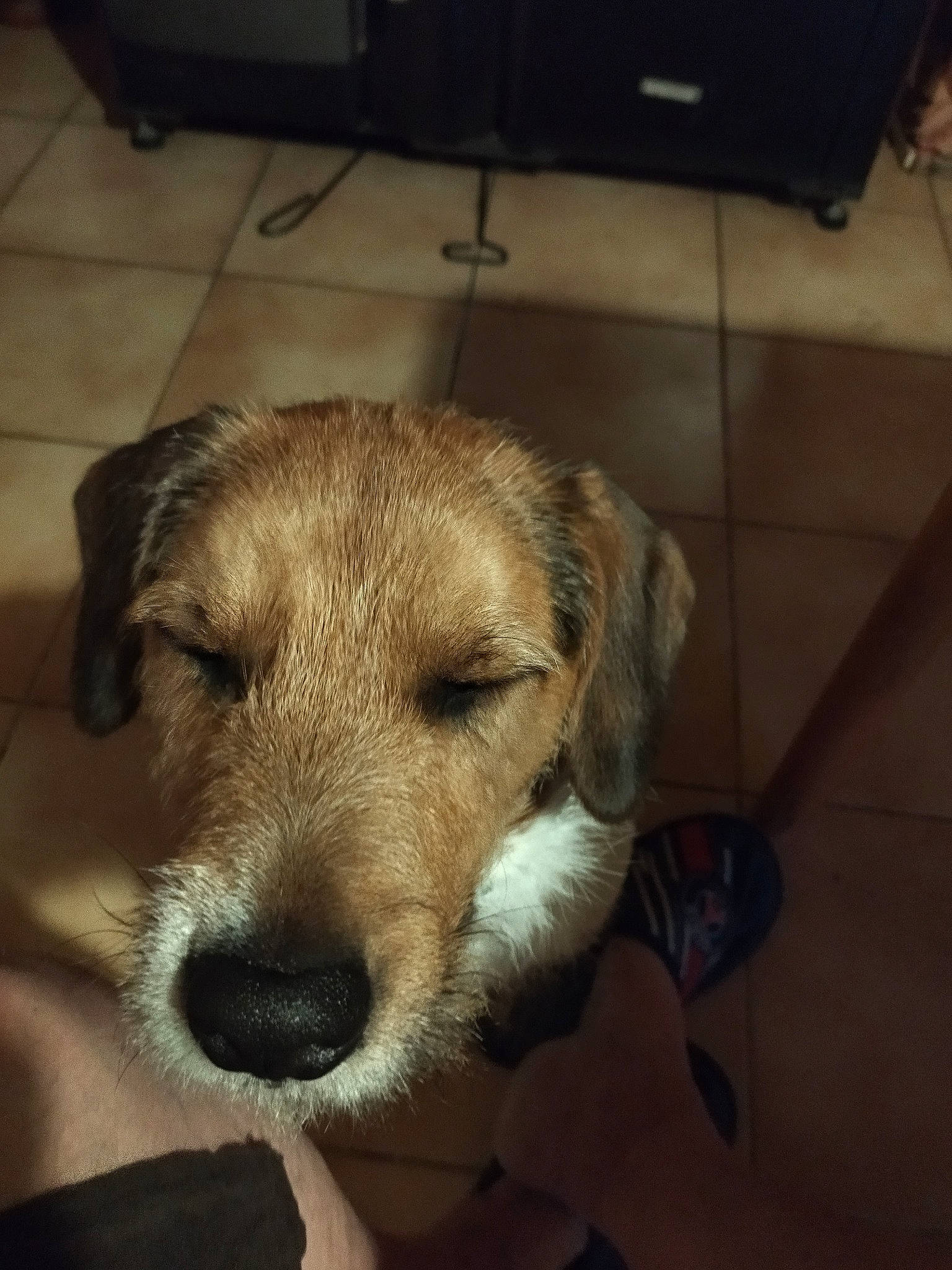 Chipio participe au concours pour gagner de l'argent avec cette photo : canidae, carnivore, companion_dog, dog, dog_breed, fawn, flooring, fur, hardwood, puppy, snout, sporting_group, terrestrial_animal, whiskers, wood, working_animal