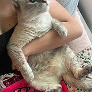 Tofu joined the competition — help win amazing prizes! cat, pet, animal, feline, fluffy, indoor, person, arms, holding, blanket, cute, relaxed, fur, paws, comfort, home, resting, closeup, soft, casual