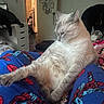 cat, indoor, pet, animal, relaxed, pajamas, spiderman, blue, white_cat, feline, cozy, person, lap, fur, home, furniture, drawer, blanket, casual, resting