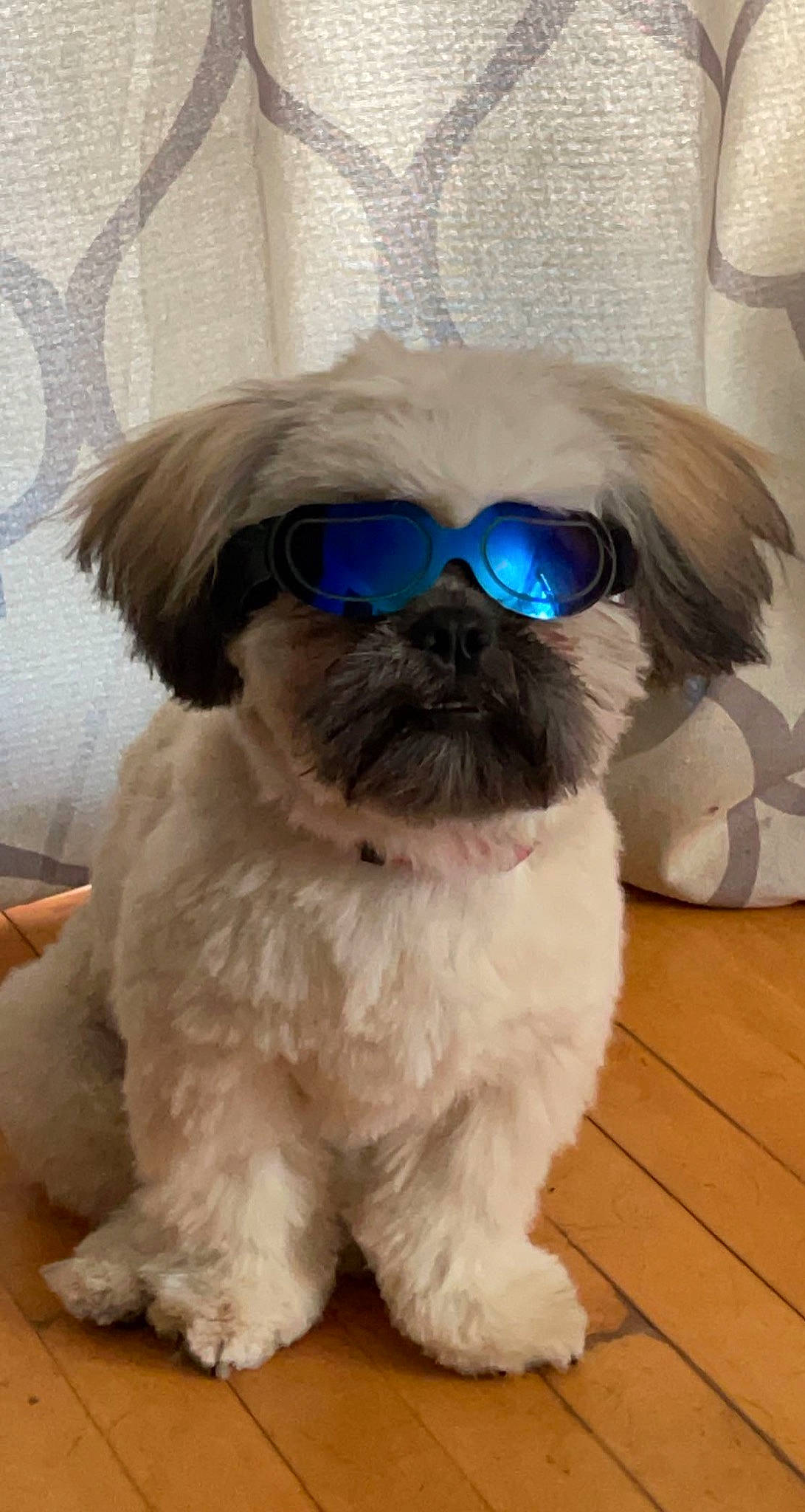 Tripp is registered to the contest to win money with this photo: carnivore, companion_dog, dog, dog_breed, dog_supply, ear, eye, eyewear, fawn, glasses, hair, head, human_body, liver, pet_supply, snout, sporting_group, toy_dog, vision_care, working_animal