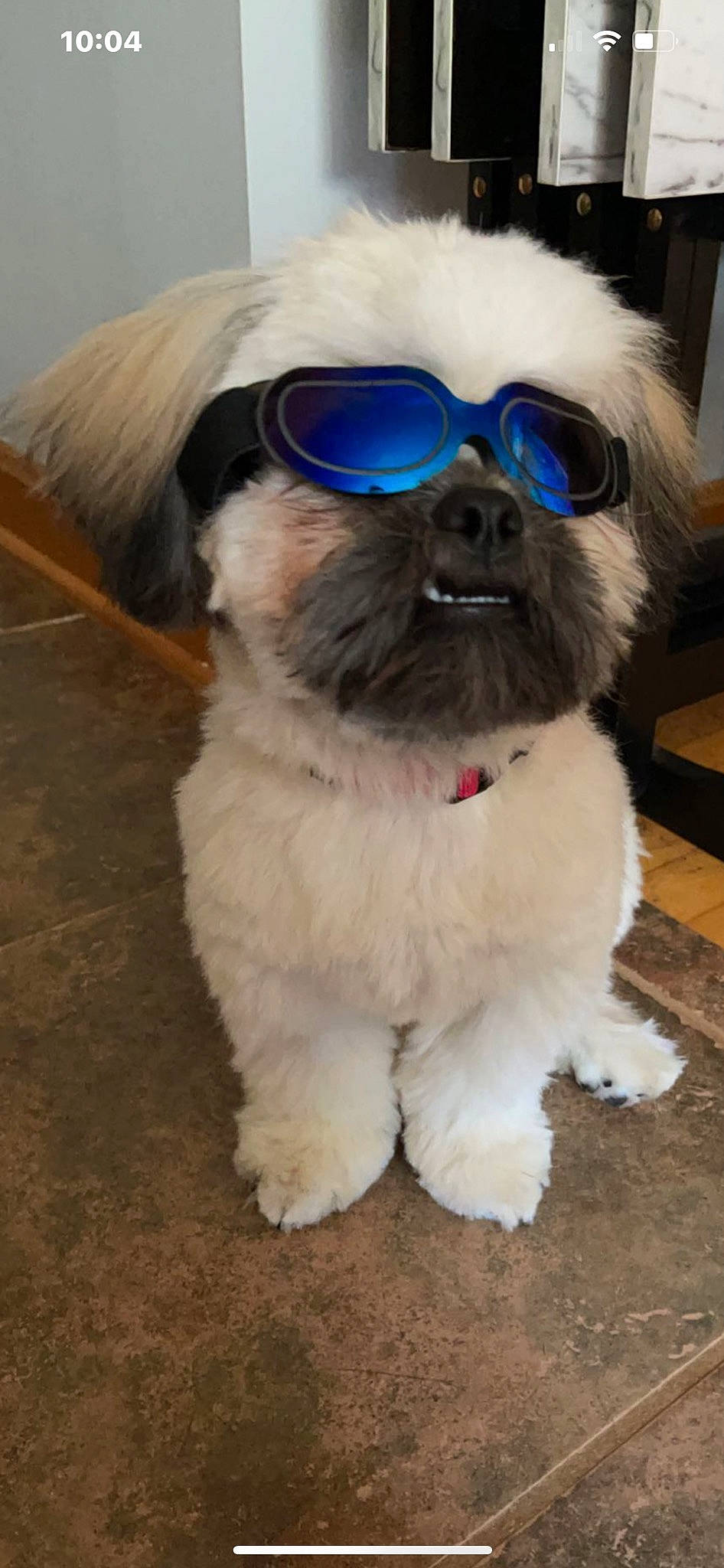 Tripp joined the competition — help win amazing prizes! carnivore, collar, companion_dog, dog, dog_breed, dog_clothes, dog_collar, dog_supply, electric_blue, eyewear, fashion_accessory, fawn, fur, glasses, goggles, personal_protective_equipment, sunglasses, toy_dog, vision_care, working_animal