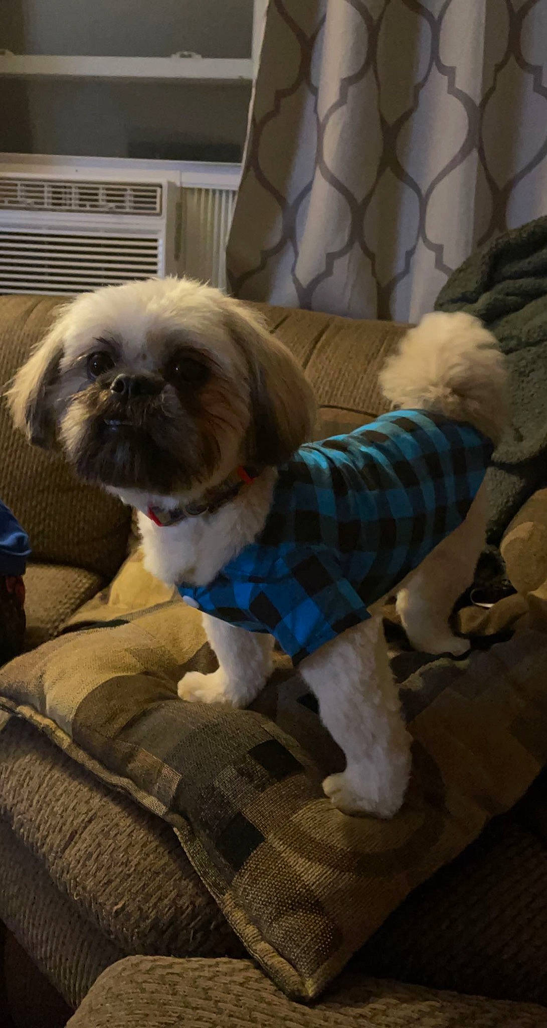 Tripp is registered to the contest to win money with this photo: canidae, carnivore, chair, collar, companion_dog, dog, dog_breed, dog_clothes, dog_supply, fawn, fur, liver, pet_supply, pug, shih_tzu, snout, sporting_group, tail, toy_dog, working_animal