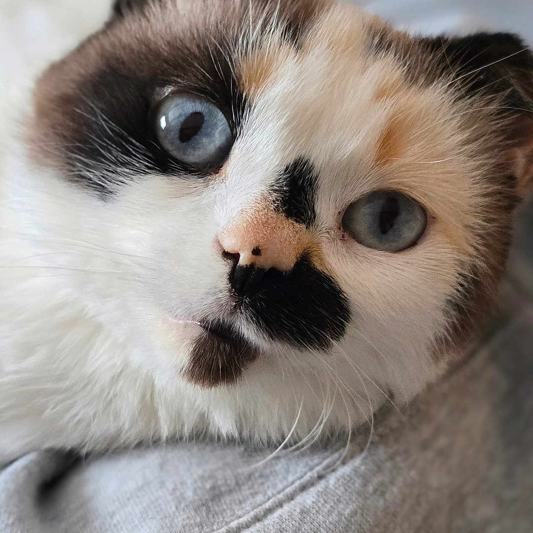 Maisy Mae joined the competition — help win amazing prizes! abyssinian, animal, blanket, canine, cat, couch, dog, face, furniture, head, kitten, manx, person, pet, photography, portrait, puppy, siamese, sleeping, snout