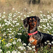 Vaïa joined the competition — help win amazing prizes! dog, dachshund, pet, animal, outdoor, field, wildflowers, nature, grass, sunlight, collar, black, brown, flora, summer, flowering_plants, canine, portrait, cute, garden