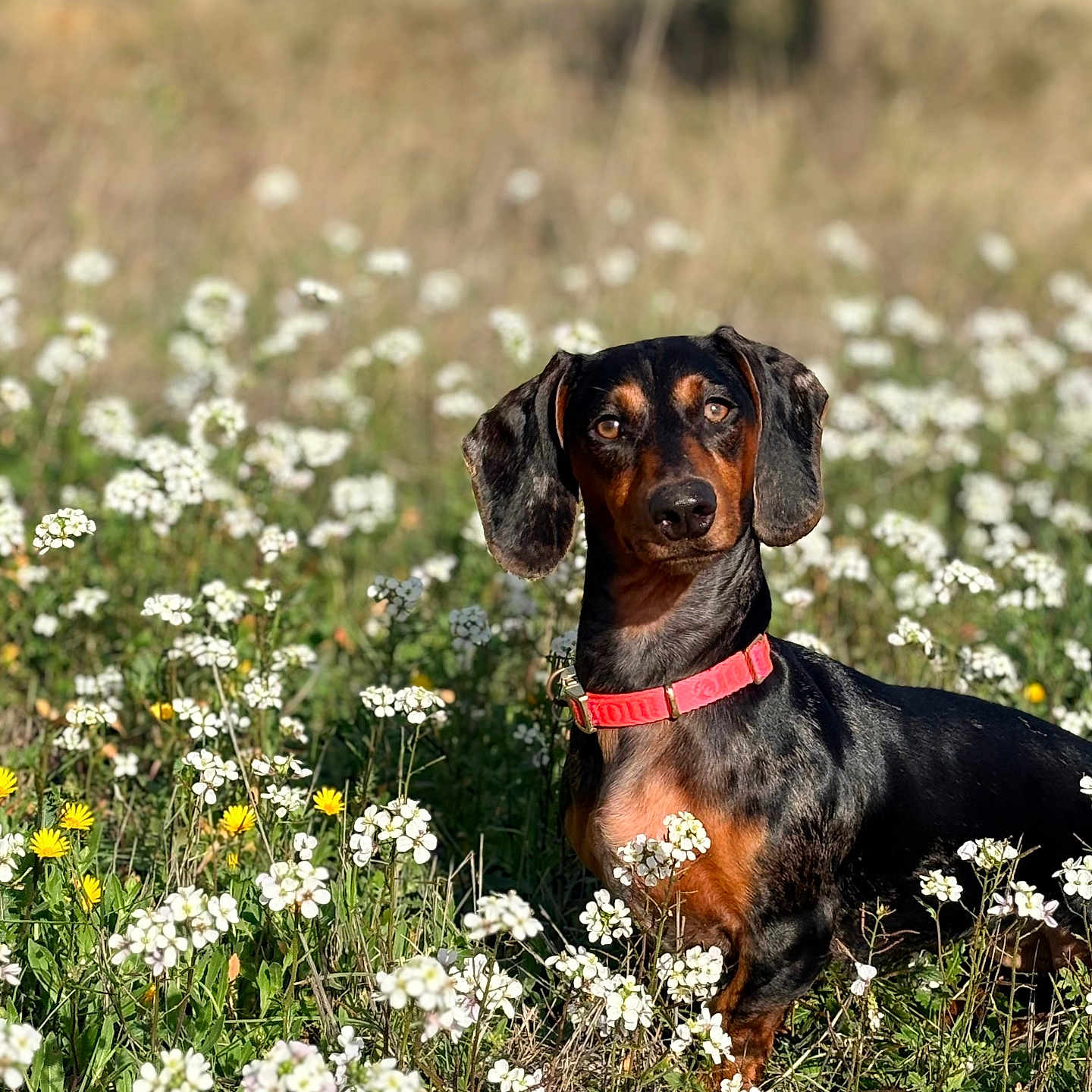 Vaïa joined the competition — help win amazing prizes! animal, black, brown, canine, collar, cute, dachshund, dog, field, flora, flowering_plants, garden, grass, nature, outdoor, pet, portrait, summer, sunlight, wildflowers