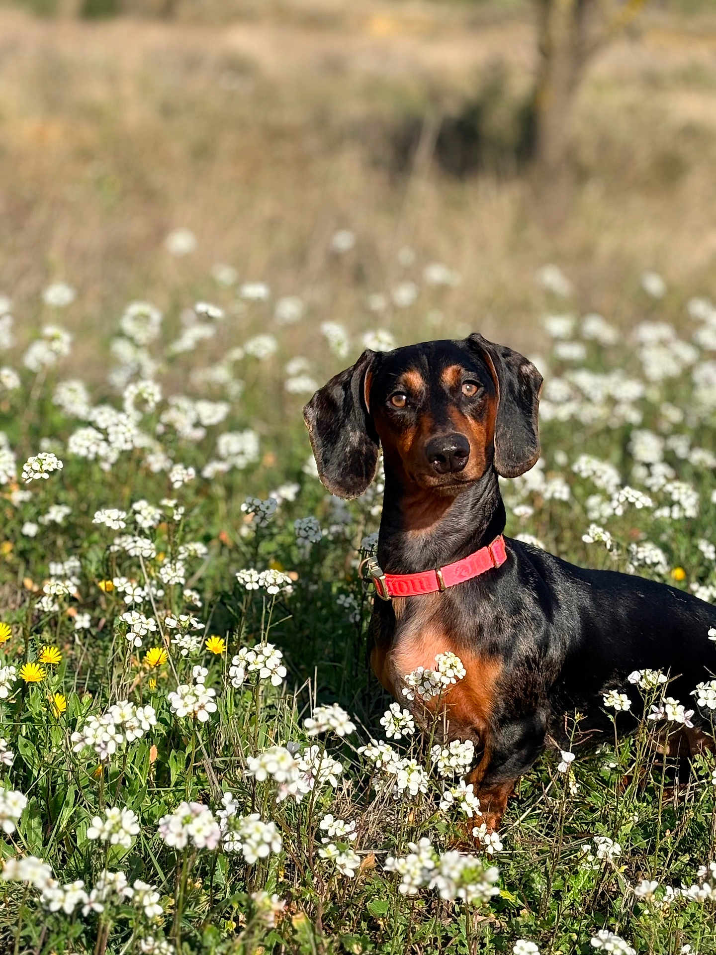 Vaïa joined the competition — help win amazing prizes! dog, dachshund, pet, animal, outdoor, field, wildflowers, nature, grass, sunlight, collar, black, brown, flora, summer, flowering_plants, canine, portrait, cute, garden