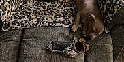 Trucker And Mylo joined the competition — help win amazing prizes! puppy, dog, sleeping, couch, blanket, leopard_print, toy, furniture, indoor, pet, resting, brown_dog, black_dog, cozy, nap, animal, cute, home, relaxing, companion