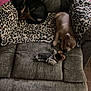 puppy, dog, sleeping, couch, blanket, leopard_print, toy, furniture, indoor, pet, resting, brown_dog, black_dog, cozy, nap, animal, cute, home, relaxing, companion