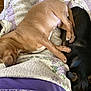 Trucker And Mylo is registered to the contest to win money with this photo: dog, small_dog, tan_dog, black_dog, sleeping, quilt, blanket, cozy, indoor, pet, animal, nap, fur, resting, cute, companion, two_dogs, relaxation, home, comfort