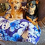 dog, pet, animal, brown_dog, black_dog, blanket, floral_pattern, couch, indoor, cozy, snuggling, fur, ears, eyes, nose, wooden_door, table, decor, home, resting